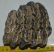 Mammuthus meridionalis partial tooth (1314 grams)