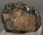 Mammuthus meridionalis partial tooth (1314 grams)