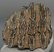 Mammuthus meridionalis partial tooth (1314 grams)