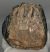 Mammuthus meridionalis partial tooth (1314 grams)