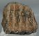 Mammuthus meridionalis partial tooth (1314 grams)