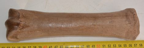 Equus sp. metacarpus bone (Horse)