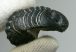 Austerops aff. speculator punctatus trilobites from Morocco