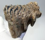   Mammuthus primigenius tooth (1151 grams) Woolly mammoth molar