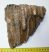 Mammuthus primigenius tooth (1151 grams) Woolly mammoth molar