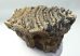Mammuthus primigenius tooth (1151 grams) Woolly mammoth molar