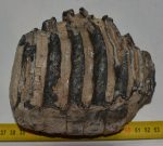 Mammuthus meridionalis részleges fog (1564 gramm)