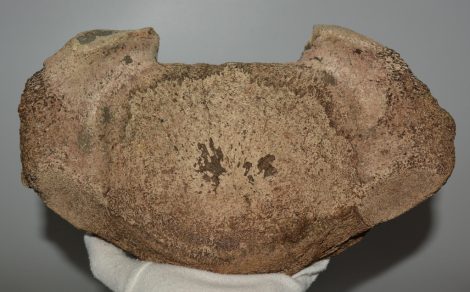 Mammuthus meridionalis partial vertebra (3539 grams)
