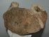 Mammuthus meridionalis partial vertebra (3539 grams)