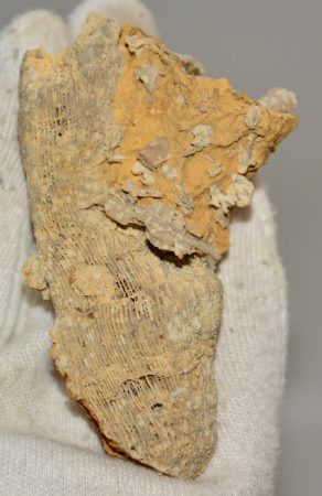 Montlivaltia sp. korall fossil from Heidenheim