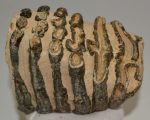 Mammuthus meridionalis partial tooth (1828 grams)