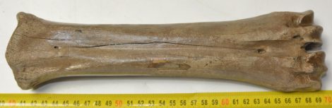 Bison priscus metatarsus csont (294 mm)