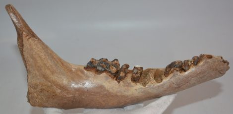 Partial jaw of a very old Megaloceros giganteus