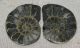 10 pairs Pyritized Cut Ammonite Fossil from Morocco