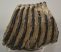 Mammuthus sp. partial tooth (2076 grams) SOLD (E) 10
