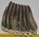 Mammuthus sp. partial tooth (2076 grams) SOLD (E) 10