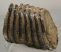 Mammuthus sp. partial tooth (2076 grams) SOLD (E) 10