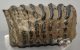 Mammuthus sp. partial tooth (2076 grams) SOLD (E) 10