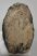 Mammuthus sp. partial tooth (2076 grams) SOLD (E) 10