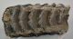 Mammuthus sp. partial tooth (2076 grams) SOLD (E) 10