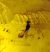 Hymenoptera in burmese amber from Myanmar (30 mm x 15 mm x 9 mm)