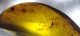 Hymenoptera in burmese amber from Myanmar (30 mm x 15 mm x 9 mm)