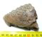 Mammuthus primigenius tooth (250 grams)