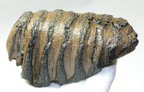 Mammuthus cf. meridionalis részleges fog (366 gramm)