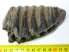 Mammuthus cf. meridionalis részleges fog (366 gramm)
