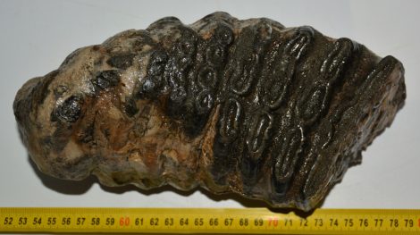 Mammuthus meridionalis partial tooth (3374 grams)