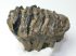 Mammuthus meridionalis tooth (1312 grams) Southern mammoth molar