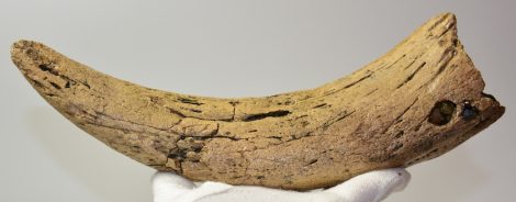 Bos primigenius partial horn bone (1413 grams)