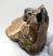 Rhinoceros partial maxilla bone (458 grams)