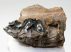 Orrszarvú részleges maxilla csont (458 gramm)
