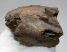 Rhinoceros partial maxilla bone (458 grams)
