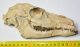 Poebrotherium labiatum Camel skull from Wyoming