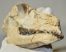 Poebrotherium labiatum teve koponya 