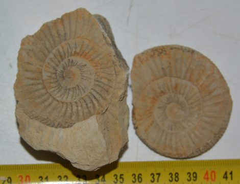 Ataxioceras sp. ammonitesz Németországból