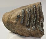 Mammuthus meridionalis részleges fog (2591 gramm)