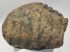 Mammuthus meridionalis részleges fog (2591 gramm)