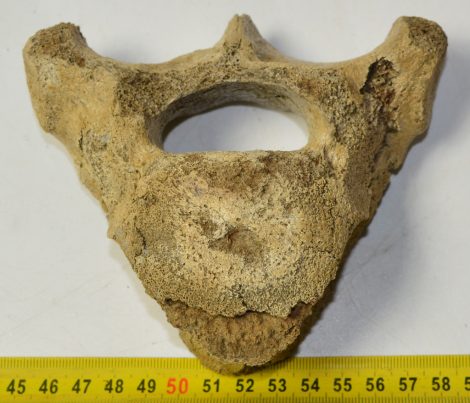 Woolly Rhino partial vertebra Coelodonta antiquitatis