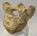 Woolly Rhino partial vertebra Coelodonta antiquitatis