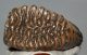 Mammuthus primigenius tooth (4450 grams) Woolly mammoth  SOLD (J) 09