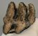 Mammuthus meridionalis partial tooth (770 grams)