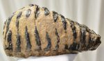   Mammuthus meridionalis tooth (2453 grams) Southern mammoth molar