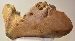 Mammuthus sp. partial jaw (3882 grams)