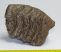 Mammuthus sp. részleges mamut fog (733 gramm)
