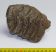 Mammuthus sp. részleges mamut fog (733 gramm)