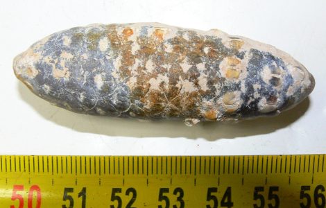 Agatized Fossil Pine Cone From Morocco (64 mm)
