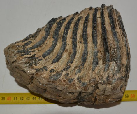 Mammuthus primigenius részleges fog (2552 gramm)